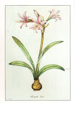 Amaryllis Vittata