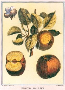 Apple / Pomona Gallica