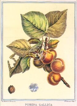 Apricot / Pomona Gallica