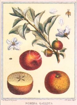 Apples / Pomona Gallica