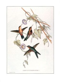 Family Of Hummingbirds I