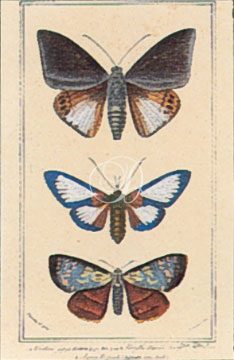 Butterfly Panel