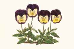 Pansies