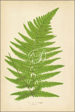 Polypodium Concinnum