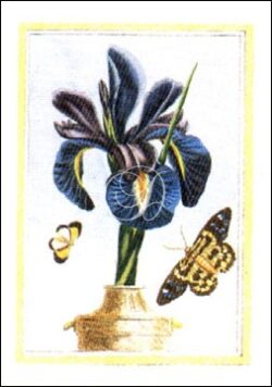 Iris In Vase