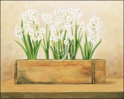 Narcissus in Wood Box