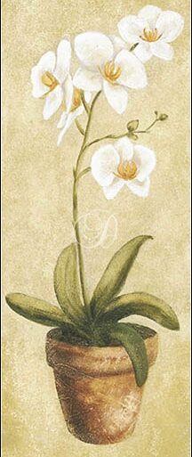 Spring Orchids I