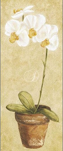 Spring Orchids II