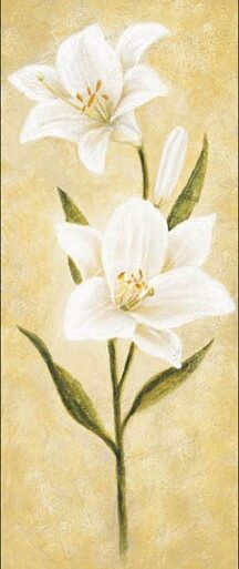 Magnolia