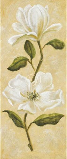 Casablanca Lily