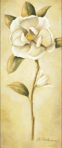 Magnolia I