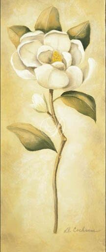 Magnolia II