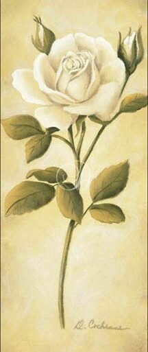 White Roses II