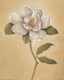 Magnolia