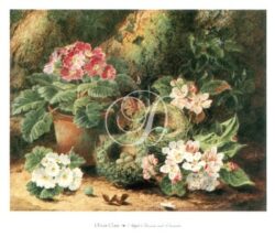 Apple Blossom And Primulas