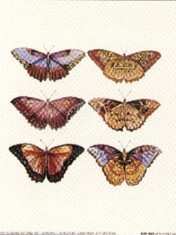 Butterfly Panel IV