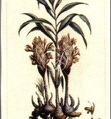 Le Gingembre