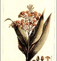 La Tabac de Virginie