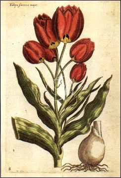 Tulips Feorita