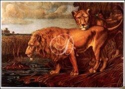 Lion and Lioness