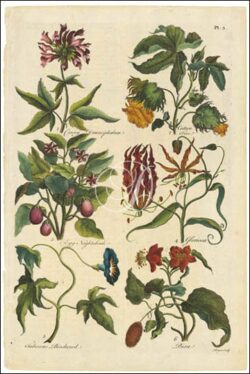 Botanicals