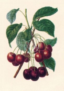 Cherries