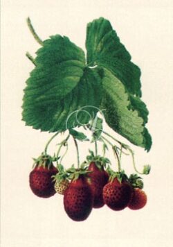 Strawberries