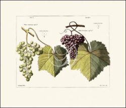 Antique Grapes I