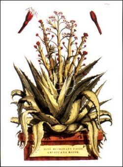 Aloe Mucronato Folio