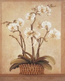 Orchid In Wooden Basket