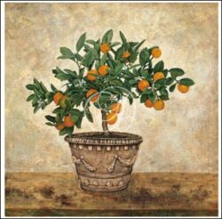 Orange In Classical Pot