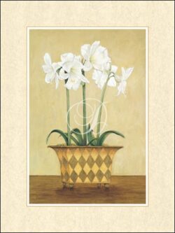 Amaryllis In Checkered Vase