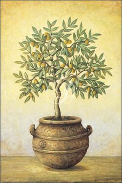 Green Olive Tree