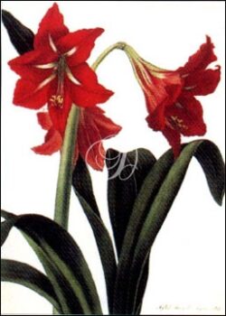 Hybrid Amaryllis Regina Villata