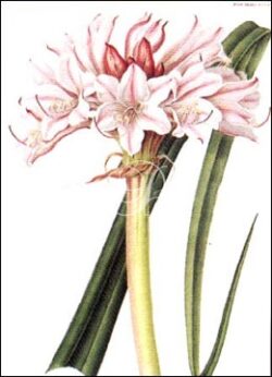 Crinum Govenium Hybridium