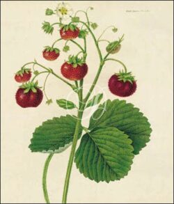 The Wild Strawberry