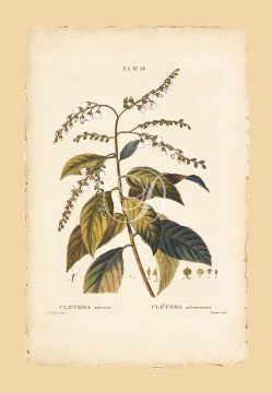 Arborea Clethra