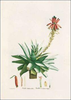 Aloe Rhodacantha