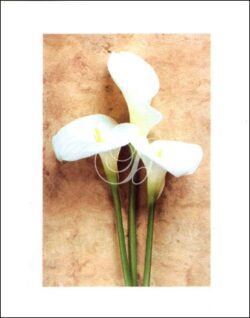 Calla Lilies