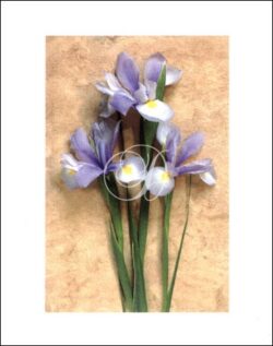 Blue Iris