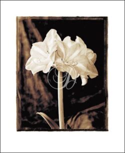 Amaryllis