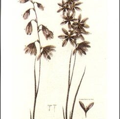 Green Ixia