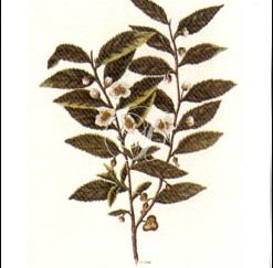 Green Tea