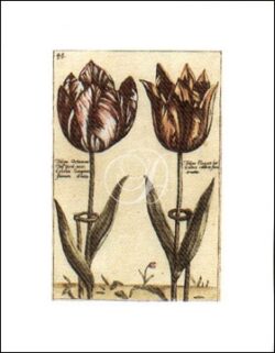 Tulipa 48