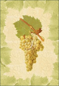 Antique Grapes - Triumph