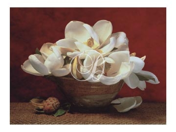 Asian Magnolias In Bowls II