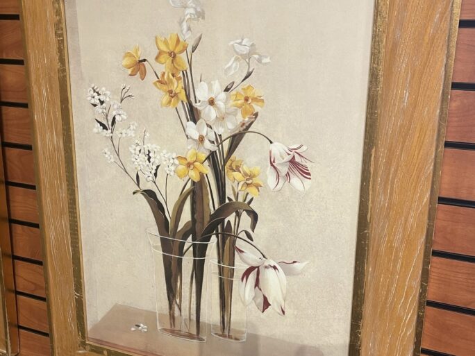 Tulipa Exotica
